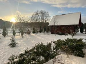 a house with christmas trees in the snow at Norieši in Vangaži