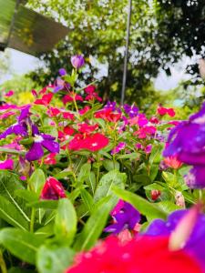 a bunch of colorful flowers in a garden at เจเจรีสอร์ท in Ban Mo