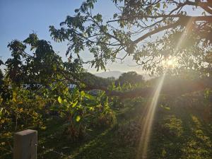 a tree in a field with the sun shining through it at Khiri&Kiwi homestay in Ban Mae Rim Nua +15 photos