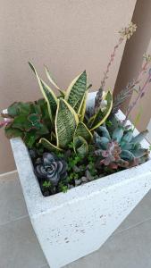 een witte plantenbak met een aantal planten erin bij Casa PERLAMARE in Otranto