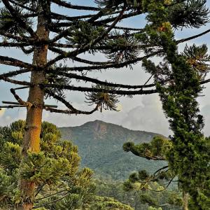 een dennenboom met een berg op de achtergrond bij chalé camélia in Monte Verde