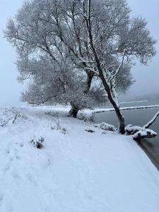 un albero nella neve vicino a un corpo d'acqua di Cottage an der Elbe Tespe Hamburg a Tespe