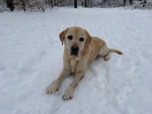 een gele labrador retriever liggend in de sneeuw bij Het Veluwse Boshuisje Hond welkom in Hoenderloo in Hoenderloo