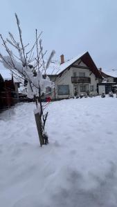 een boom bedekt met sneeuw voor een huis bij Kincses Panzió in Praid
