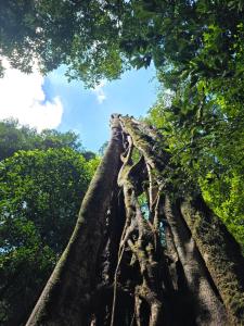 un raviolo dei rami di un albero di Cabaña de montaña Queca a Poás Altre 14 foto