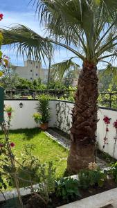 a palm tree sitting next to a white fence at Orange Garden in Himare