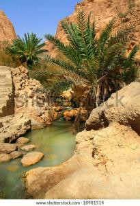 una pozza d'acqua in un deserto con palme di appartement Tozeur médina a Tozeur