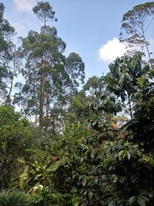 een boom met rode bloemen in een bos bij Descanso Rural Colombia in Marsella +12 foto's