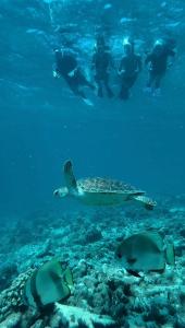 een groep mensen die in de oceaan zwemmen met een schildpad bij Madi Beach Guesthouse in Maalhos