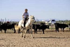 een vrouw die op een paard rijdt voor een kudde vee bij L'Olivette in Montfrin