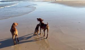two dogs playing on the beach on the beach at Sunset House - Oceanstays in Yamba