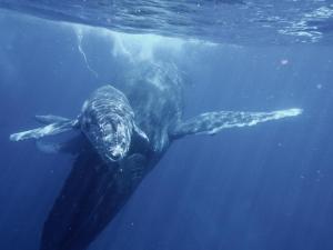 een groene zeeschildpad zwemmend in het water bij Mohéli Laka Lodge Private Beach and Diving Resort in Mohéli