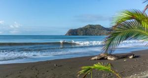 a palm tree on the beach with a surfer in the ocean at Tortuga Hostal in Pedregal