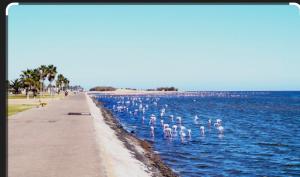 a flock of white birds swimming in the water at Vicky holiday home in Walvis Bay