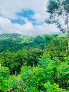a view of a lush green hillside with trees at Gold Stream Villa in Demodara