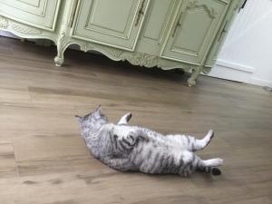 a cat laying on the floor next to aoire at Cosy corner in La Celle-sous-Gouzon