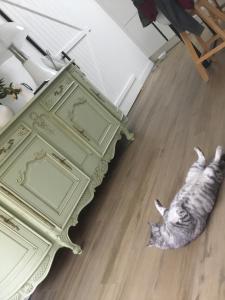 a cat laying on the floor next to a dresser at Cosy corner in La Celle-sous-Gouzon