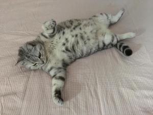 a cat laying on its back on a bed at Cosy corner in La Celle-sous-Gouzon