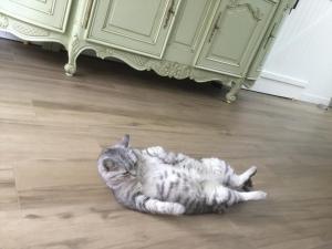 a cat laying on the floor in a room at Cosy corner in La Celle-sous-Gouzon +1 photo