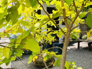 a tree with yellow leaves next to a bench at Hasi Villa in Ahungalla