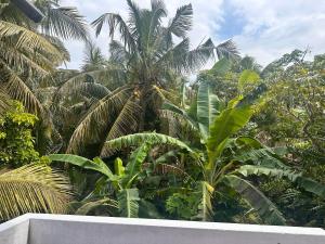 a view of a bunch of palm trees in a forest at Chamila's place in Nikawatawana