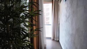 una pianta seduta accanto a una finestra in una stanza di Apartalux Vera Rincón de Loix a Benidorm