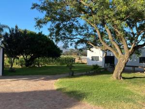 a tree in the grass next to a building at Magents the Farm in Paarl
