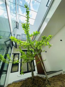 een boom voor een gebouw met een raam bij Navilla Huế Homestay in Thôn An Hòa