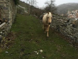 a horse walking down a path next to a stone wall at Riojania Traditio Mountain in Munilla