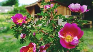 a group of pink flowers in front of a house at Shelter i sansehave in Præstø