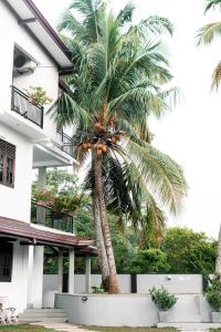 a palm tree in front of a building at The Urban Stay in Galle