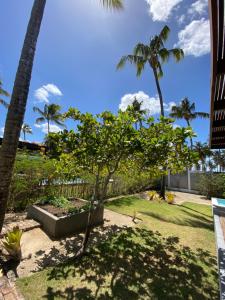 a garden with palm trees and a fence at Coco Ville SMG in São Miguel do Gostoso +7 photos