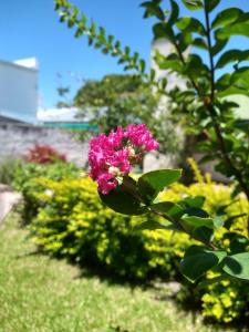 een roze bloem op een struik in een tuin bij Departamentos Rimasha in Federación