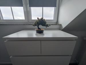 una pianta appoggiata sopra cassetti bianchi davanti a una finestra di FeWo Luzia a Losheim Altre 13 foto