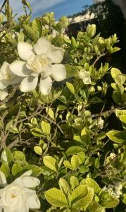 a bush with white flowers and green leaves at Entre Jazmines & Glicinas in Lobos +14 photos
