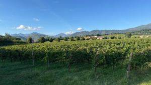 a vineyard in a field with mountains in the background at La Cà - Casa Vacanze in Torre De' Roveri