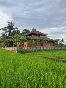 a house in the middle of a rice field at Cacao Bamboo House in Krambitan