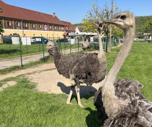 zwei Strauße stehen im Gras auf einem Feld in der Unterkunft Hotel Sonnekalb in Naumburg