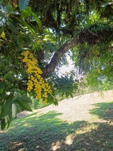 a tree with yellow flowers in a field at CascataDiamantePousada in Laurentino