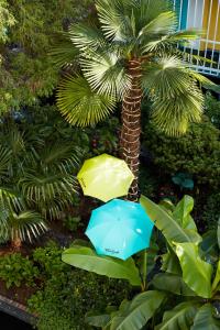 a green umbrella sitting on top of a tree at The Burrard in Vancouver