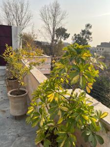 a group of plants in pots on a balcony at Elysium Inn in Abbottabad