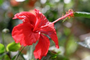 a red hibiscus flower on a plant at Kaïvivi in Le Marin