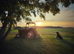a dog sitting next to an old tractor in a field at Apartment Norrgården in Genevad +7 photos