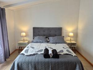 een slaapkamer met een zwart-witte hond die op een bed ligt bij Departamento bahia fonck in Puerto Montt