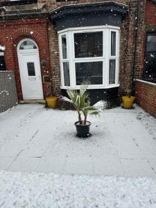 a potted plant in front of a house in the snow at Norton Rd Guest House in Stockton-on-Tees