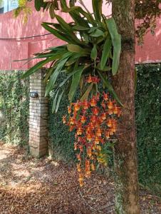 a bunch of orange flowers hanging from a tree at Casa com spa hidromassagem in Florianópolis