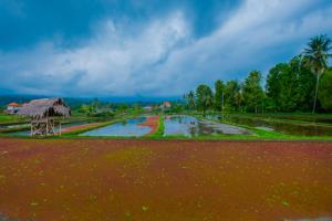a rice field with a hut in the middle at Villa Kartikasari in Munduk +3 photos