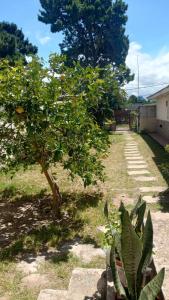 a tree with oranges on it next to a sidewalk at Flores y limones in Villa Gesell