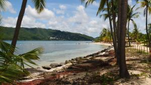 a beach with palm trees and people in the water at Camellia 2 Duplex in Sainte-Anne