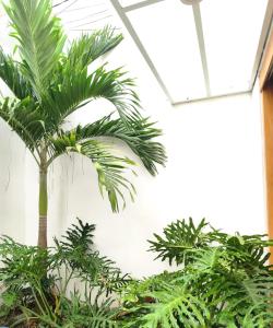 a palm tree in a room with plants at Coconut Villa in Kerobokan